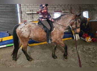 Media sangre polaco Mestizo, Yegua, 7 años, 159 cm, Castaño-ruano