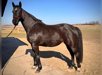 Media sangre polaco, Yegua, 7 años, 164 cm, Negro