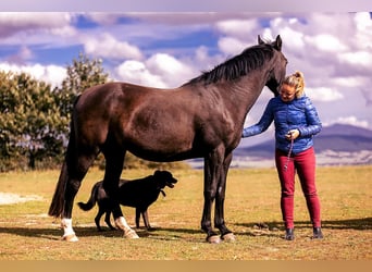 Media sangre polaco, Yegua, 8 años, 161 cm, Negro