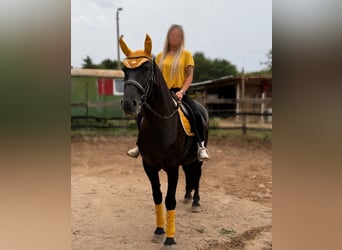 Media sangre polaco, Yegua, 9 años, 160 cm, Negro