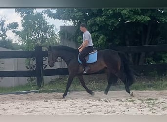 Media sangre polaco, Yegua, 9 años, 170 cm, Castaño oscuro