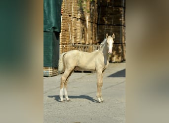 Media sangre polaco, Yegua, Potro (04/2024), 165 cm, Palomino