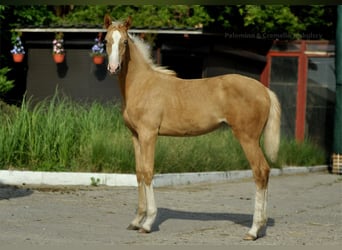 Media sangre polaco, Yegua, Potro (02/2024), 168 cm, Palomino