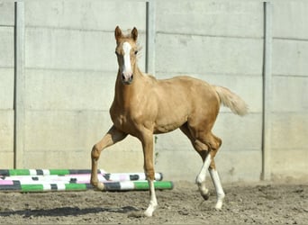 Media sangre polaco, Yegua, Potro (02/2024), 168 cm, Palomino