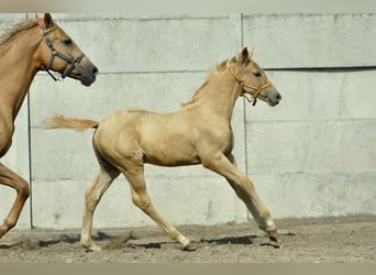 Media sangre polaco, Yegua, Potro (05/2024), 168 cm, Palomino