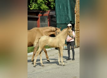 Media sangre polaco, Yegua, Potro (05/2024), 168 cm, Palomino