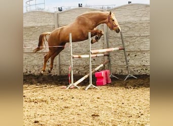 Media sangre polaco, Yegua, Potro (05/2024), 168 cm, Palomino