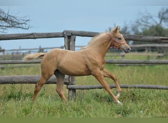 Media sangre polaco, Yegua, Potro (05/2024), 168 cm, Palomino