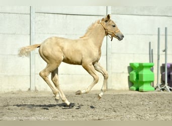 Media sangre polaco, Yegua, Potro (05/2024), 168 cm, Palomino