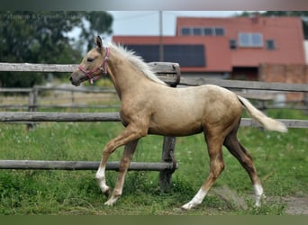 Media sangre polaco, Yegua, Potro (04/2024), 168 cm, Palomino