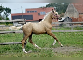 Media sangre polaco, Yegua, Potro (04/2024), 168 cm, Palomino