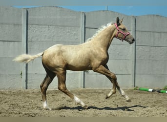 Media sangre polaco, Yegua, Potro (04/2024), 168 cm, Palomino