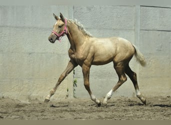 Media sangre polaco, Yegua, Potro (04/2024), 168 cm, Palomino