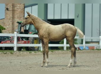 Media sangre polaco, Yegua, Potro (04/2024), 168 cm, Palomino