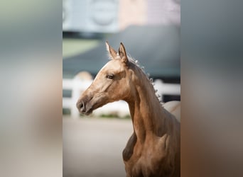 Media sangre polaco, Yegua, Potro (04/2024), 168 cm, Palomino