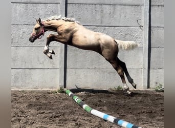 Media sangre polaco, Yegua, Potro (04/2024), 168 cm, Palomino