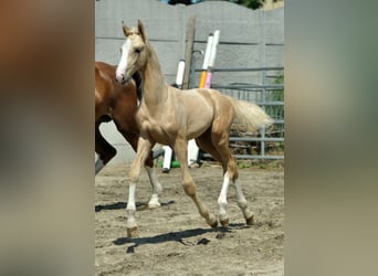 Media sangre polaco, Yegua, Potro (03/2024), 170 cm, Palomino