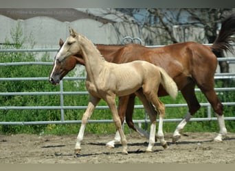 Media sangre polaco, Yegua, Potro (03/2024), 170 cm, Palomino