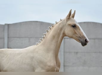 Media sangre polaco, Yegua, Potro (03/2024), 170 cm, Palomino