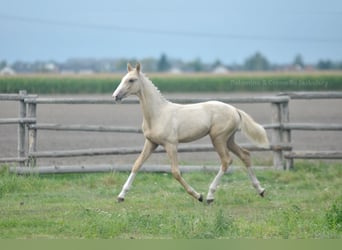 Media sangre polaco, Yegua, Potro (03/2024), 170 cm, Palomino