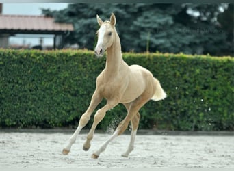 Media sangre polaco, Yegua, Potro (03/2024), 170 cm, Palomino