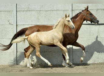 Media sangre polaco, Yegua, Potro (03/2024), 170 cm, Palomino