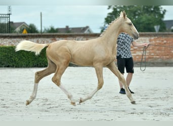 Media sangre polaco, Yegua, Potro (03/2024), 170 cm, Palomino