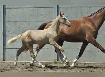 Media sangre polaco, Yegua, Potro (03/2024), 170 cm, Palomino