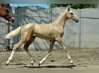 Media sangre polaco, Yegua, Potro (03/2024), 170 cm, Palomino