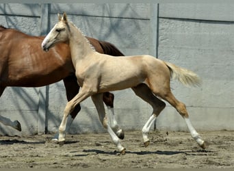 Media sangre polaco, Yegua, Potro (03/2024), 170 cm, Palomino