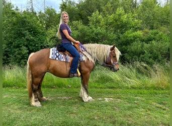 Meer koudbloeden, Merrie, 10 Jaar, 154 cm, Donkere-vos
