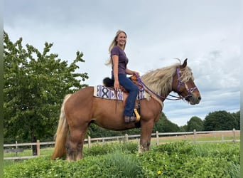 Meer koudbloeden, Merrie, 10 Jaar, 155 cm, Donkere-vos