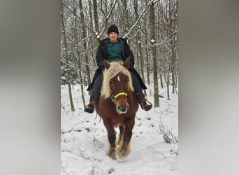 Meer koudbloeden, Merrie, 10 Jaar, 155 cm