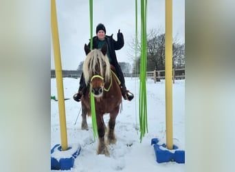 Meer koudbloeden, Merrie, 10 Jaar, 155 cm