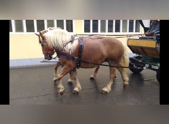 Meer koudbloeden, Merrie, 10 Jaar, 159 cm, Vos