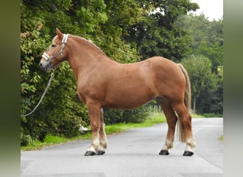 Meer koudbloeden, Merrie, 11 Jaar, 155 cm, Vos