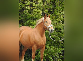 Meer koudbloeden, Merrie, 11 Jaar, 155 cm, Vos