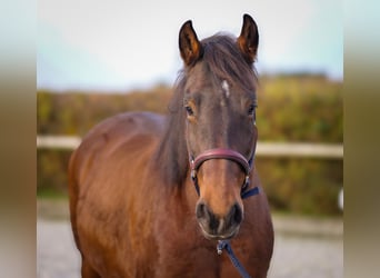 Meer koudbloeden, Merrie, 11 Jaar, 160 cm, Bruin