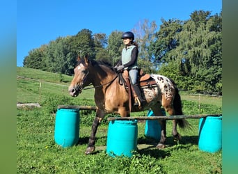 Meer koudbloeden, Merrie, 11 Jaar, 163 cm, Appaloosa