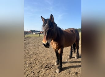 Meer koudbloeden Mix, Merrie, 11 Jaar, Brown Falb schimmel