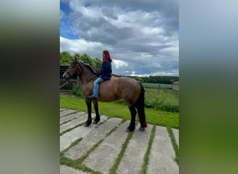 Meer koudbloeden Mix, Merrie, 11 Jaar, Brown Falb schimmel