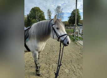 Meer koudbloeden, Merrie, 12 Jaar, 152 cm, Schimmel