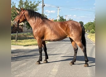 Meer koudbloeden, Merrie, 12 Jaar, 155 cm, Rood schimmel