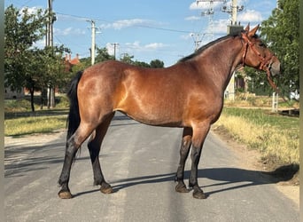 Meer koudbloeden, Merrie, 12 Jaar, 155 cm, Rood schimmel