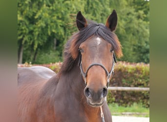Meer koudbloeden, Merrie, 12 Jaar, 160 cm, Donkerbruin
