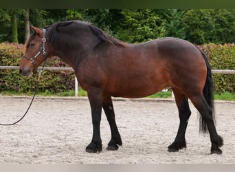 Meer koudbloeden, Merrie, 12 Jaar, 160 cm, Donkerbruin