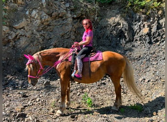 Meer koudbloeden, Merrie, 12 Jaar, 163 cm, Vos
