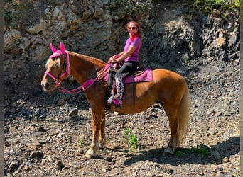 Meer koudbloeden, Merrie, 12 Jaar, 163 cm, Vos