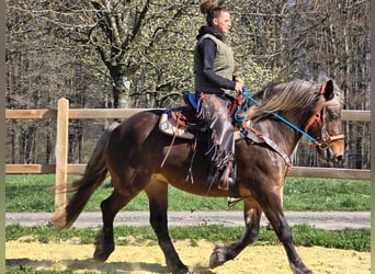 Meer koudbloeden, Merrie, 13 Jaar, 151 cm, Donkere-vos