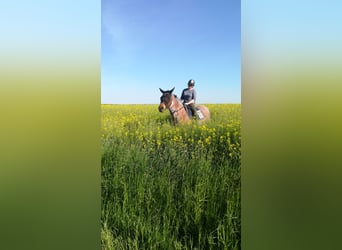 Meer koudbloeden Mix, Merrie, 13 Jaar, 165 cm, Roan-Bay